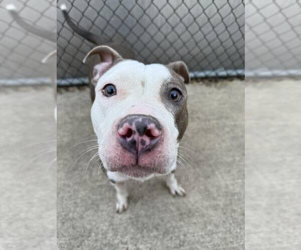 Medium Photo #6 American Pit Bull Terrier-Unknown Mix Puppy For Sale in Crete, IL, USA