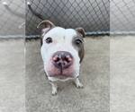 Small #5 American Pit Bull Terrier Mix