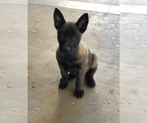 Belgian Malinois Puppy for sale in MORENO VALLEY, CA, USA