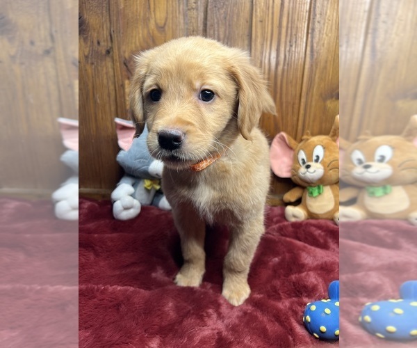 Medium Photo #3 Golden Retriever Puppy For Sale in NEOLA, WV, USA