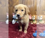 Small #2 Golden Retriever