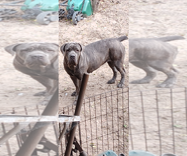 Medium Photo #1 Cane Corso Puppy For Sale in INTERLACHEN, FL, USA