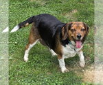 Small #1 Bagle Hound