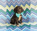 Small Photo #6 Cocker Spaniel-Unknown Mix Puppy For Sale in CHRISTIANA, PA, USA
