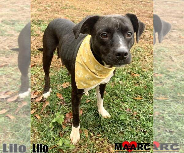 Medium Photo #3 American Pit Bull Terrier Puppy For Sale in Maryville, TN, USA