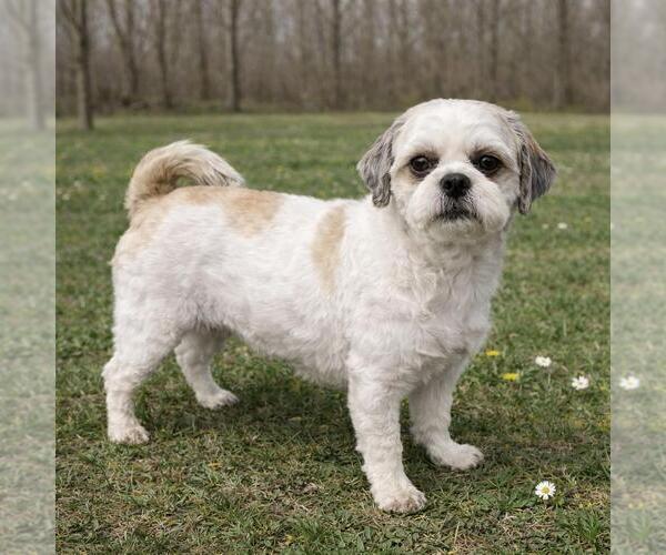 Medium Photo #1 Shih Tzu Puppy For Sale in Cranford, NJ, USA