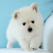 Small Photo #4 Pomeranian Puppy For Sale in FRAZER, PA, USA