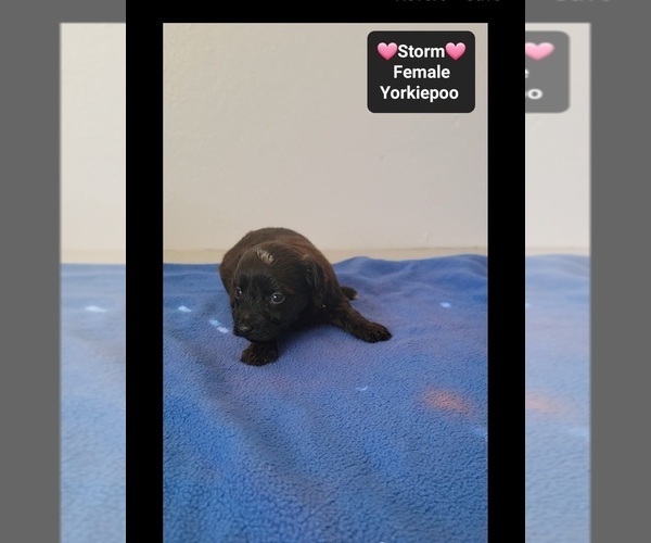Medium Photo #2 Yorkipoo Puppy For Sale in TUCSON, AZ, USA