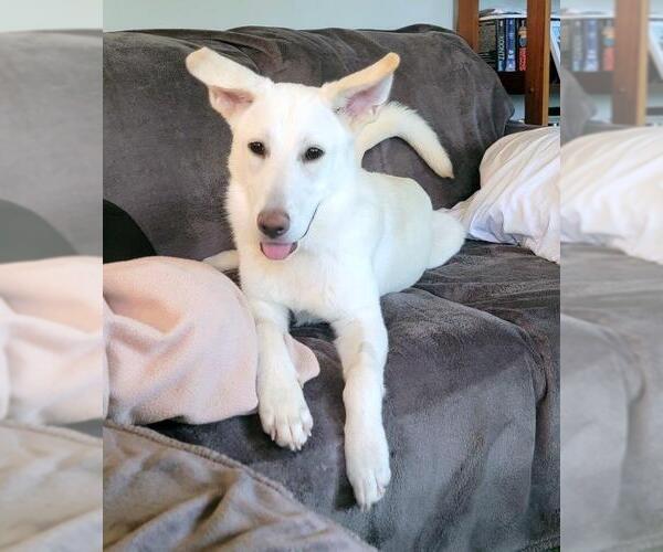 Medium Photo #2 - Mix Puppy For Sale in Hoffman Estates, IL, USA