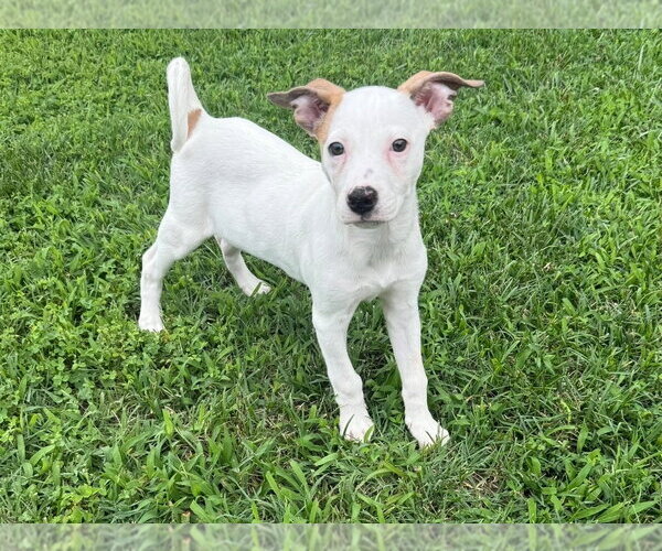 Medium Photo #1 American Pit Bull Terrier-American Staffordshire Terrier Mix Puppy For Sale in Chester, VA, USA