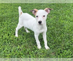 American Pit Bull Terrier-American Staffordshire Terrier Mix Dogs for adoption in Chester, VA, USA