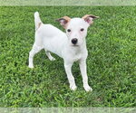 Small American Pit Bull Terrier-American Staffordshire Terrier Mix