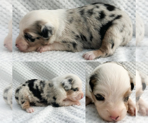 Miniature Australian Shepherd Puppy for sale in BROOKER, FL, USA