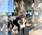 Small #2 Border Collie