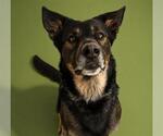 Small #2 German Shepherd Dog Mix