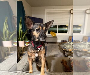 Chihuahua-Unknown Mix Dogs for adoption in Salt Lake City, UT, USA
