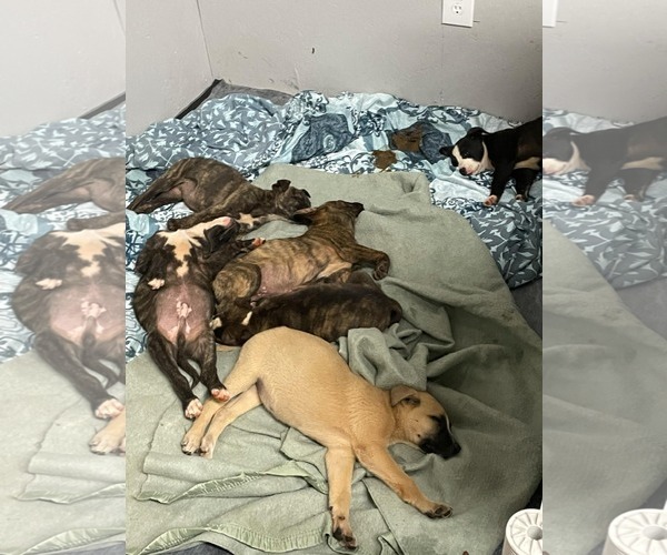 Medium Photo #24 American Staffordshire Terrier-German Shepherd Dog Mix Puppy For Sale in McDonough, GA, USA