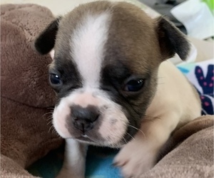 French Bulldog Puppy for sale in HERTFORD, NC, USA