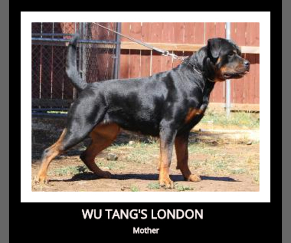 Medium Photo #1 Rottweiler Puppy For Sale in N HIGHLANDS, CA, USA