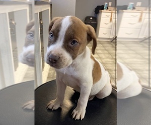 Labrador Retriever Puppy for sale in LOCUST GROVE, GA, USA