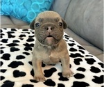 Small #34 French Bulldog