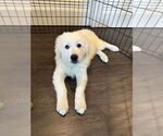 Small #3 Great Pyrenees