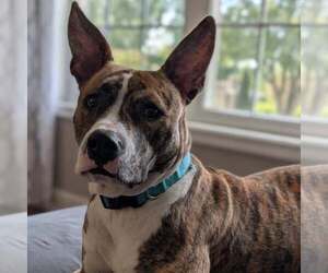 Mutt Dogs for adoption in New Oxford , PA, USA