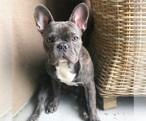 French Bulldog Puppy for sale in ROCKVILLE, MD, USA