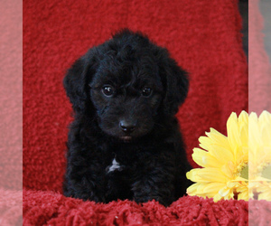 Poodle (Toy)-Yorkshire Terrier Mix Puppy for sale in GAP, PA, USA