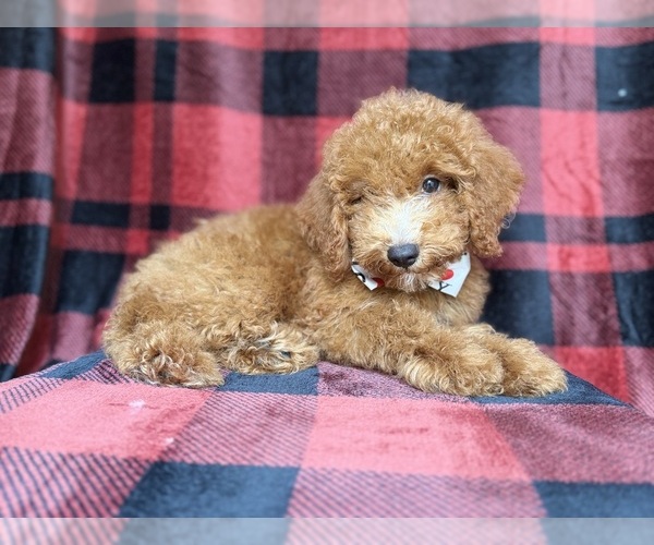 Medium Photo #2 Cock-A-Poo Puppy For Sale in LAKELAND, FL, USA