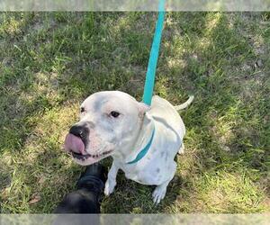 American Staffordshire Terrier Dogs for adoption in Grand Prairie, TX, USA