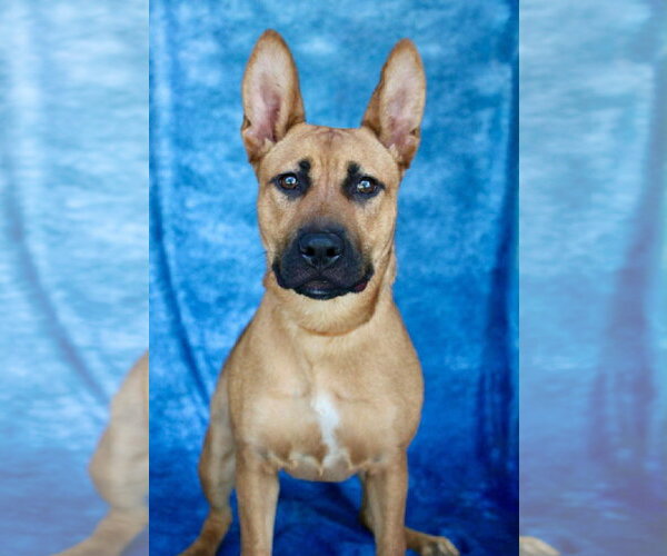 Medium Photo #1 Mutt Puppy For Sale in Holly Springs, NC, USA