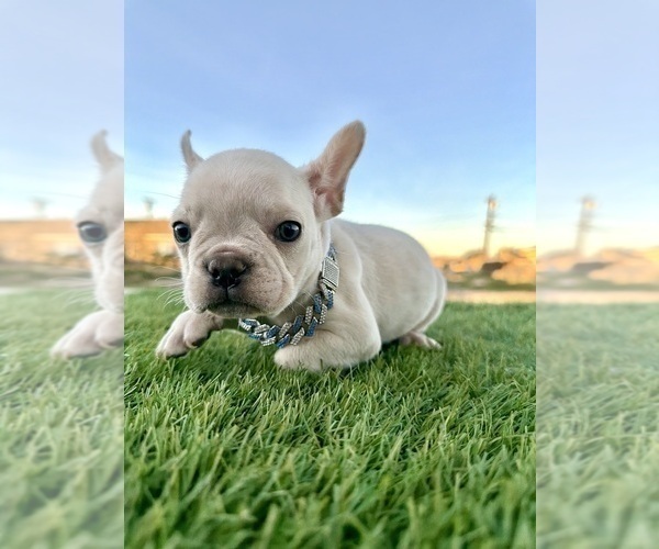 Medium Photo #4 French Bulldog Puppy For Sale in LITITZ, PA, USA
