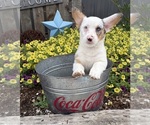 Small #3 Pembroke Welsh Corgi