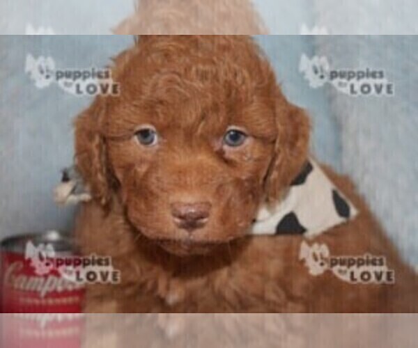 Medium Photo #11 Aussiedoodle-Poodle (Toy) Mix Puppy For Sale in SANGER, TX, USA