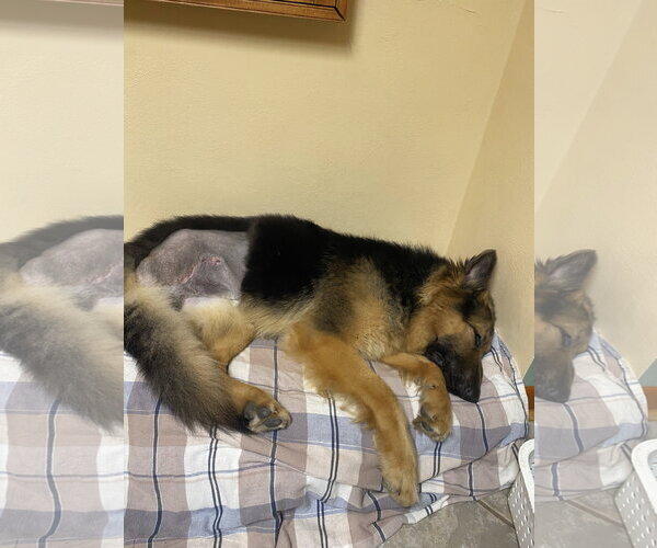 Medium Photo #2 German Shepherd Dog-Unknown Mix Puppy For Sale in Hillsboro, MO, USA