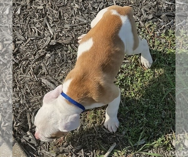 Medium Photo #5 American Bulldog Puppy For Sale in INDEPENDENCE, MO, USA