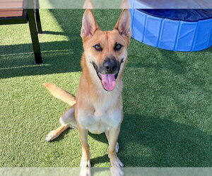 German Shepherd Dog Dogs for adoption in Orange, CA, USA