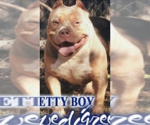 Father of the American Bully puppies born on 05/29/2021