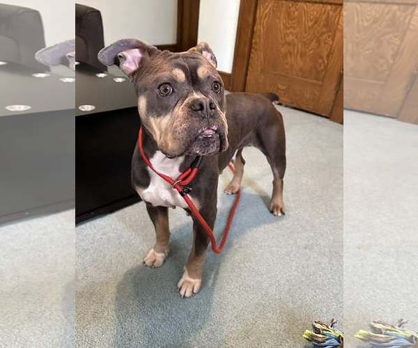 Medium Photo #15 Bulldog-Unknown Mix Puppy For Sale in Chester, NJ, USA