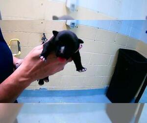 Mutt Dogs for adoption in Tulsa, OK, USA