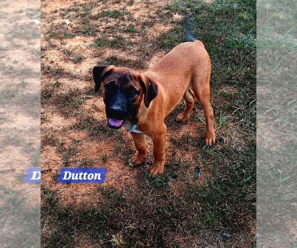 Medium Photo #2 Mutt Puppy For Sale in FRAMINGHAM, MA, USA