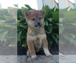 Small Photo #9 Shiba Inu Puppy For Sale in EDINA, MO, USA