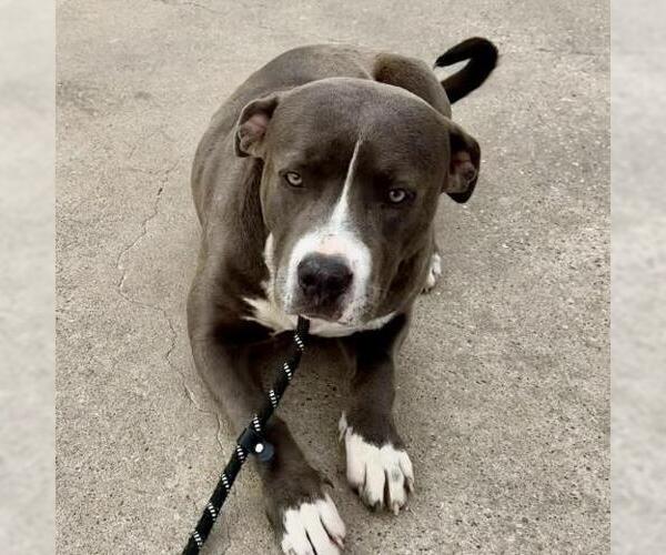 Medium Photo #1 American Staffordshire Terrier-Unknown Mix Puppy For Sale in Conroe, TX, USA