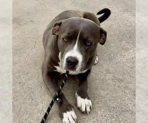 American Staffordshire Terrier-Unknown Mix Dogs for adoption in Conroe, TX, USA