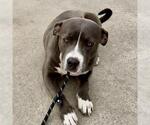 Small American Staffordshire Terrier Mix