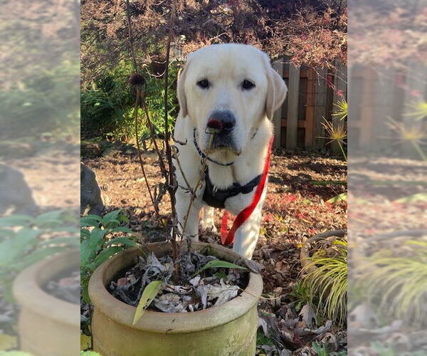 Medium Photo #3 Great Pyrenees-Unknown Mix Puppy For Sale in Bend, OR, USA
