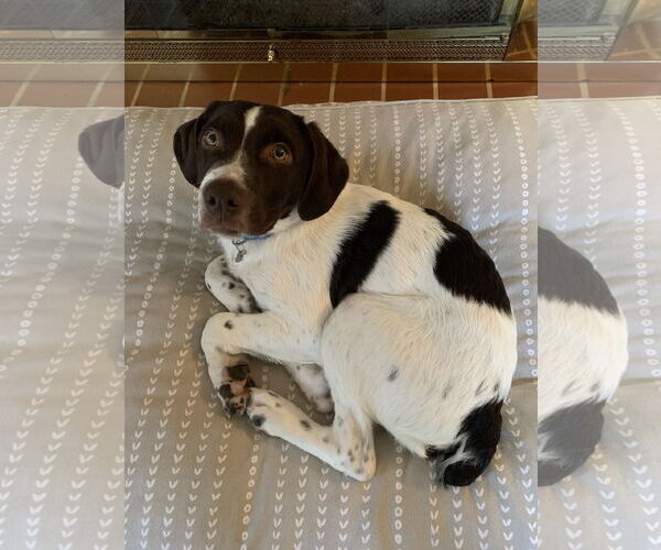 Medium Photo #5 Brittany-Unknown Mix Puppy For Sale in Curwensville, PA, USA