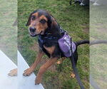 Small #4 Beagle Mix