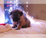 Small #2 German Shepherd Dog-Timber Wolf Mix